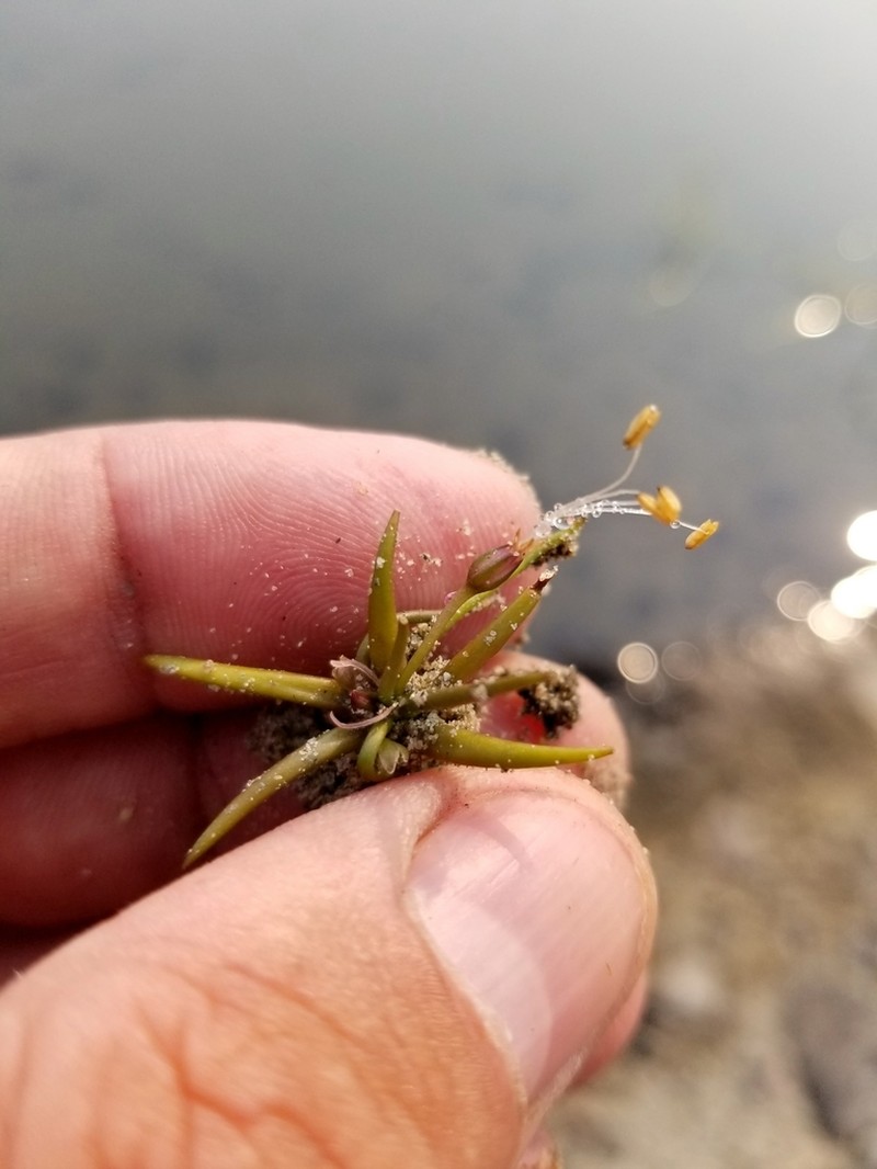 Littorella americana photo 2
