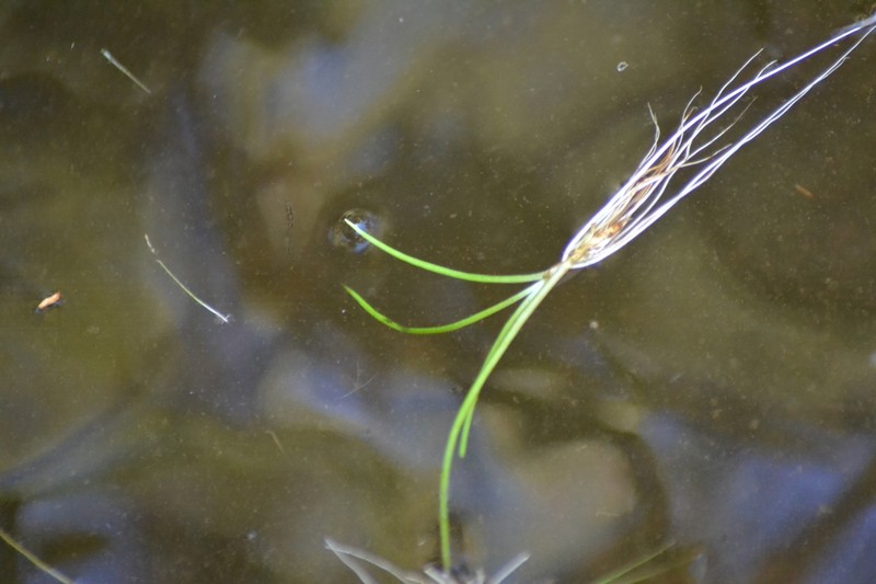 Littorella americana photo 3