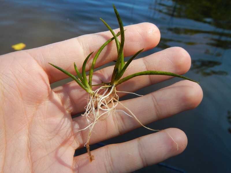 Littorella americana photo 4