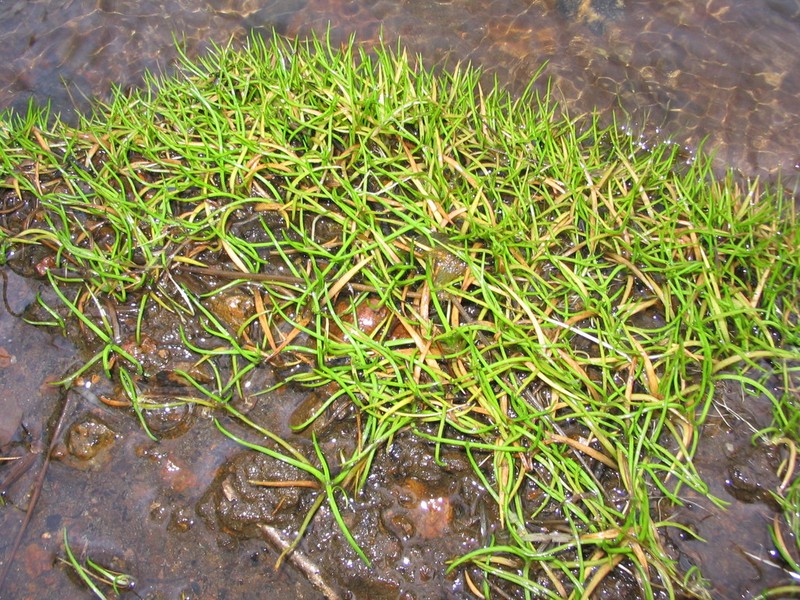Littorella americana photo 7