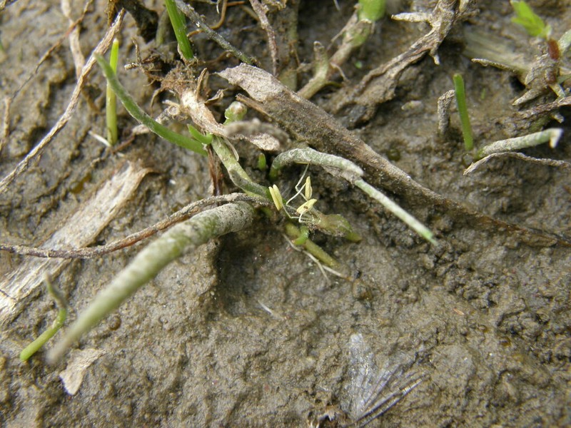 Littorella americana photo 8