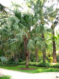 Fountain Palm