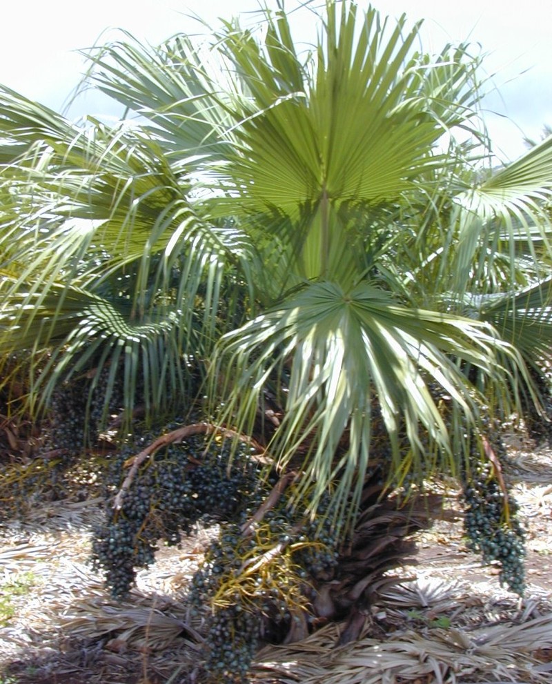 Fountain Palm photo 2