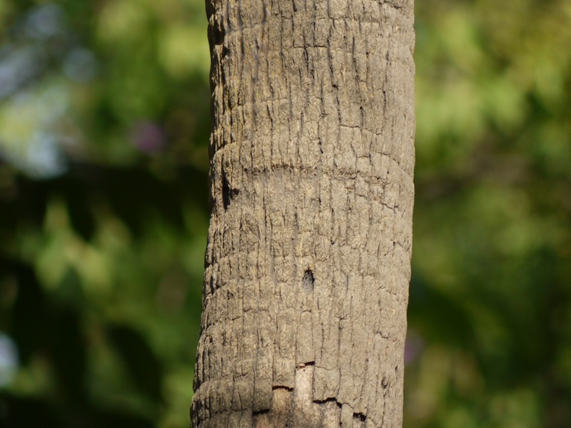 Fountain Palm photo 3
