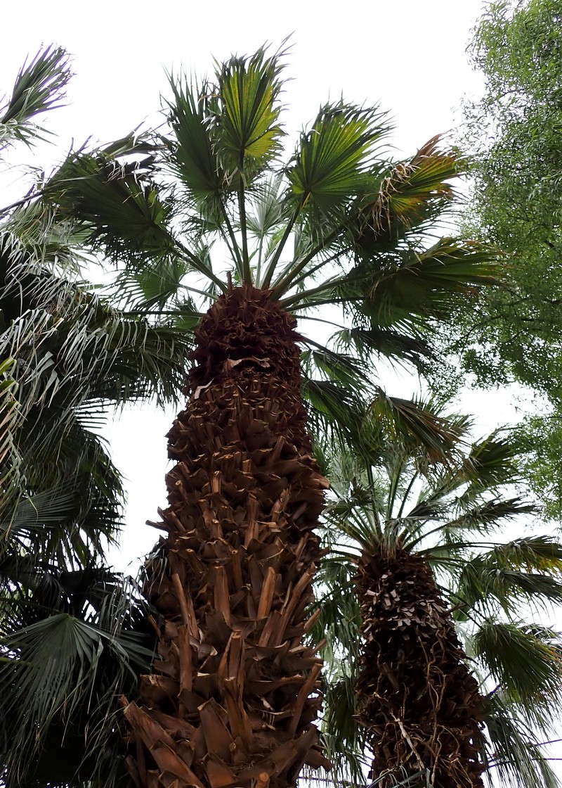 Fountain Palm photo 5