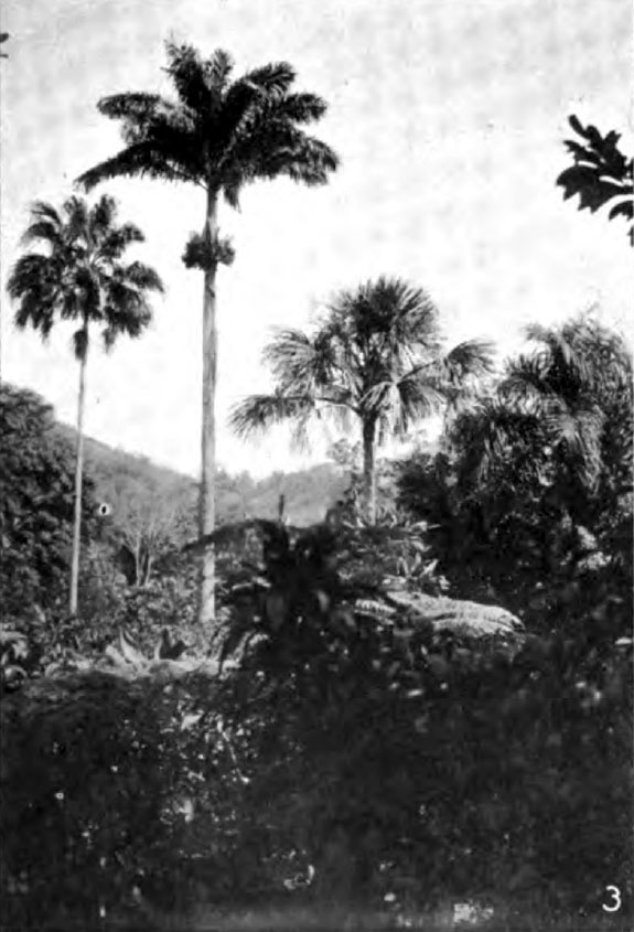 Fountain Palm photo 6