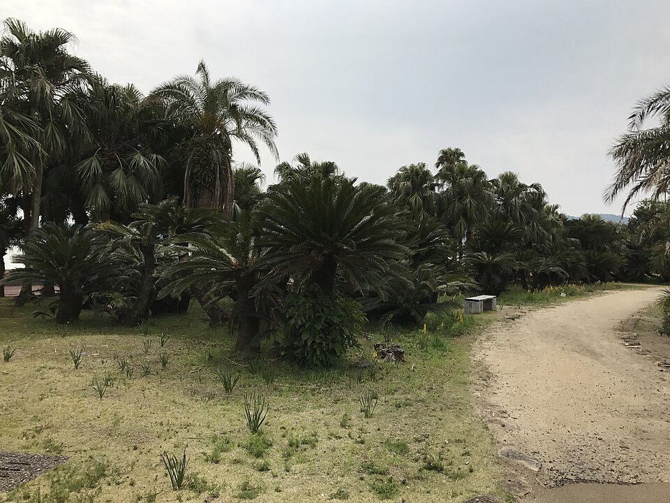 Fountain Palm photo 7