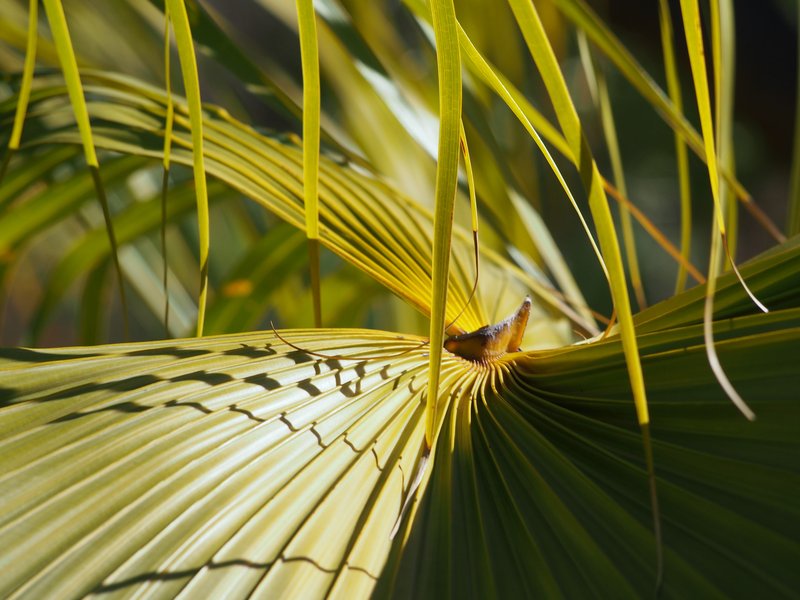 Fountain Palm photo 8