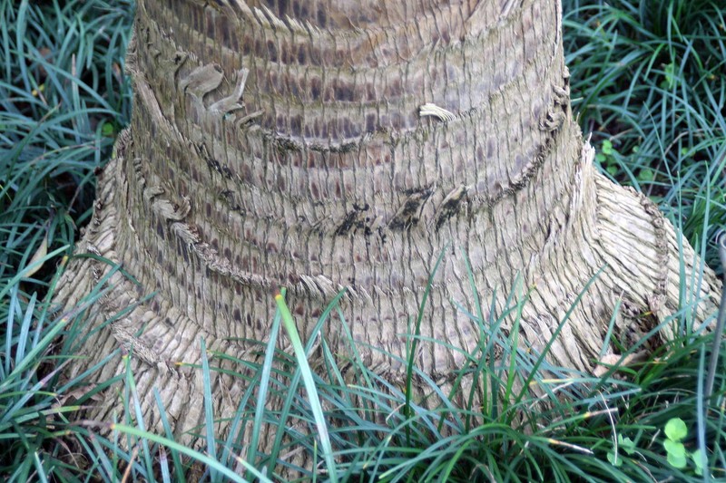 Round-Leaf Fountain Palm photo 3