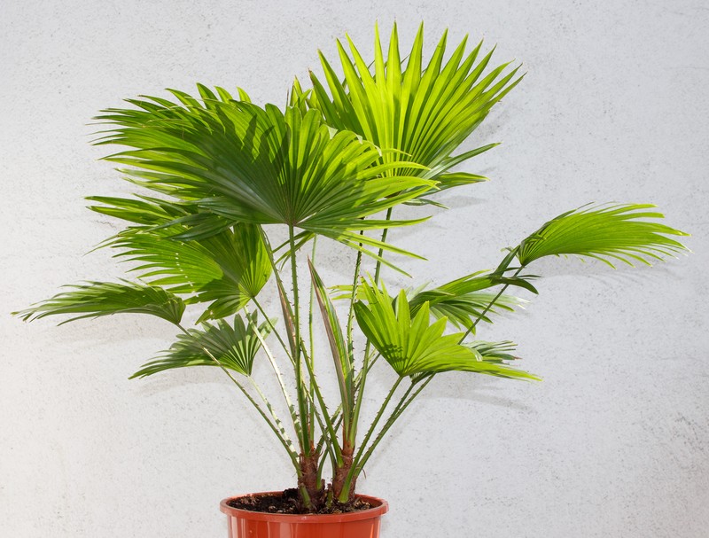 Round-Leaf Fountain Palm photo 2