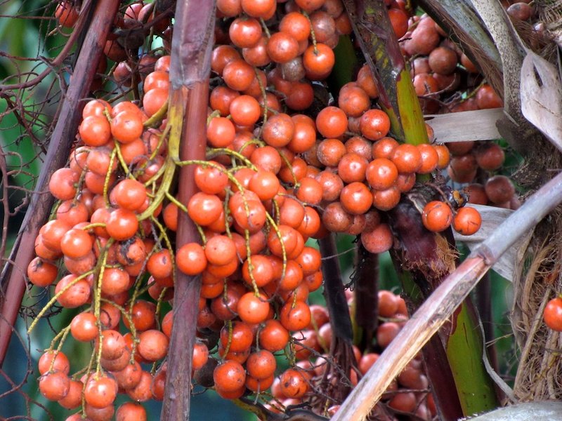Round-Leaf Fountain Palm photo 4