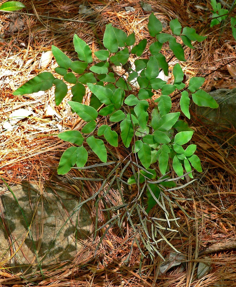 Llavea cordifolia