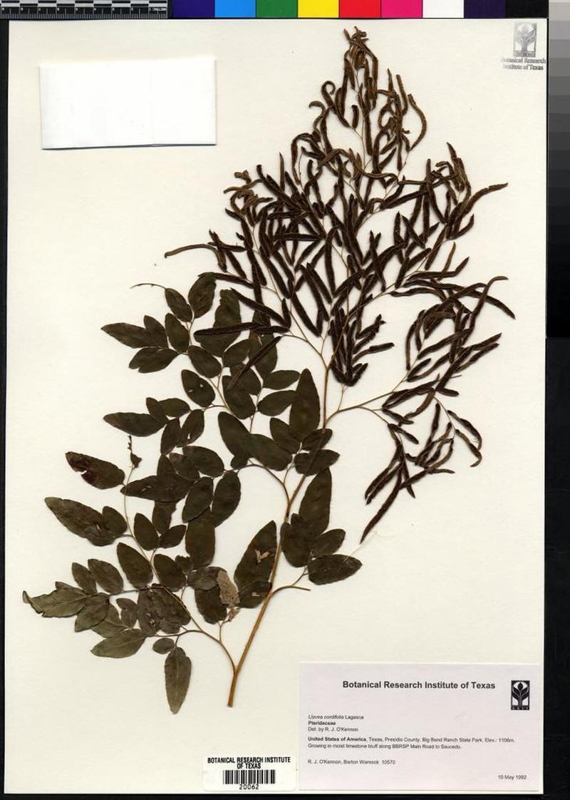 Llavea cordifolia photo 2