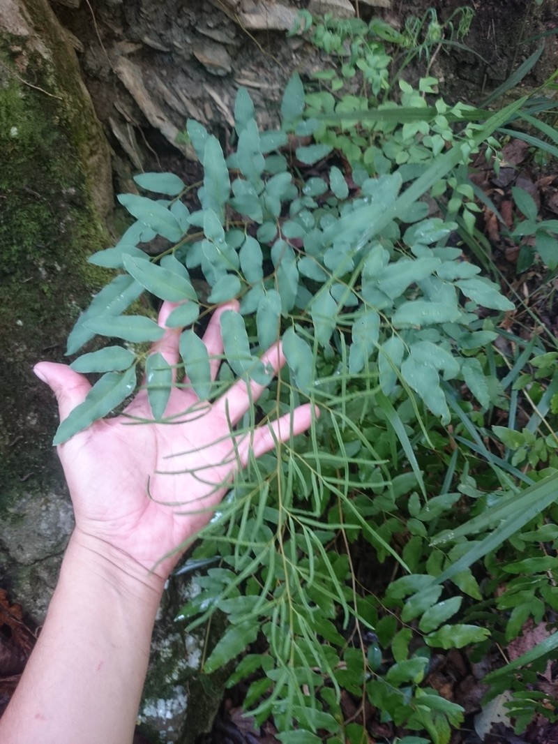 Llavea cordifolia photo 3