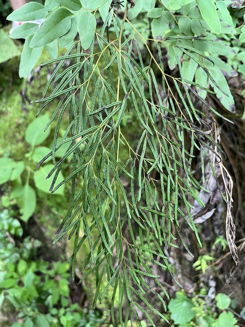 Llavea cordifolia photo 4