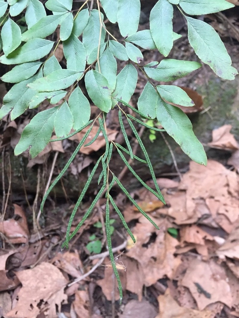 Llavea cordifolia photo 5