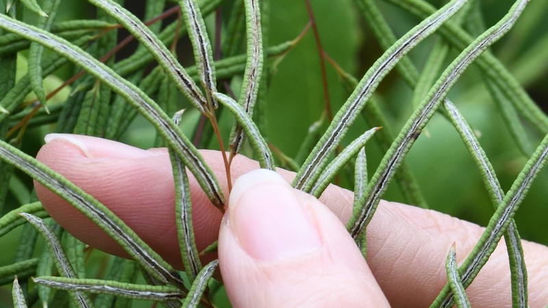 Llavea cordifolia photo 6