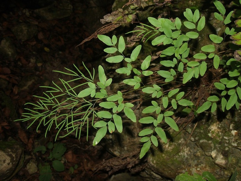 Llavea cordifolia photo 7