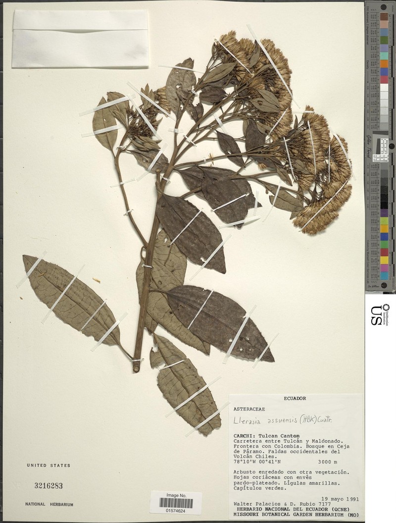 Llerasia assuensis