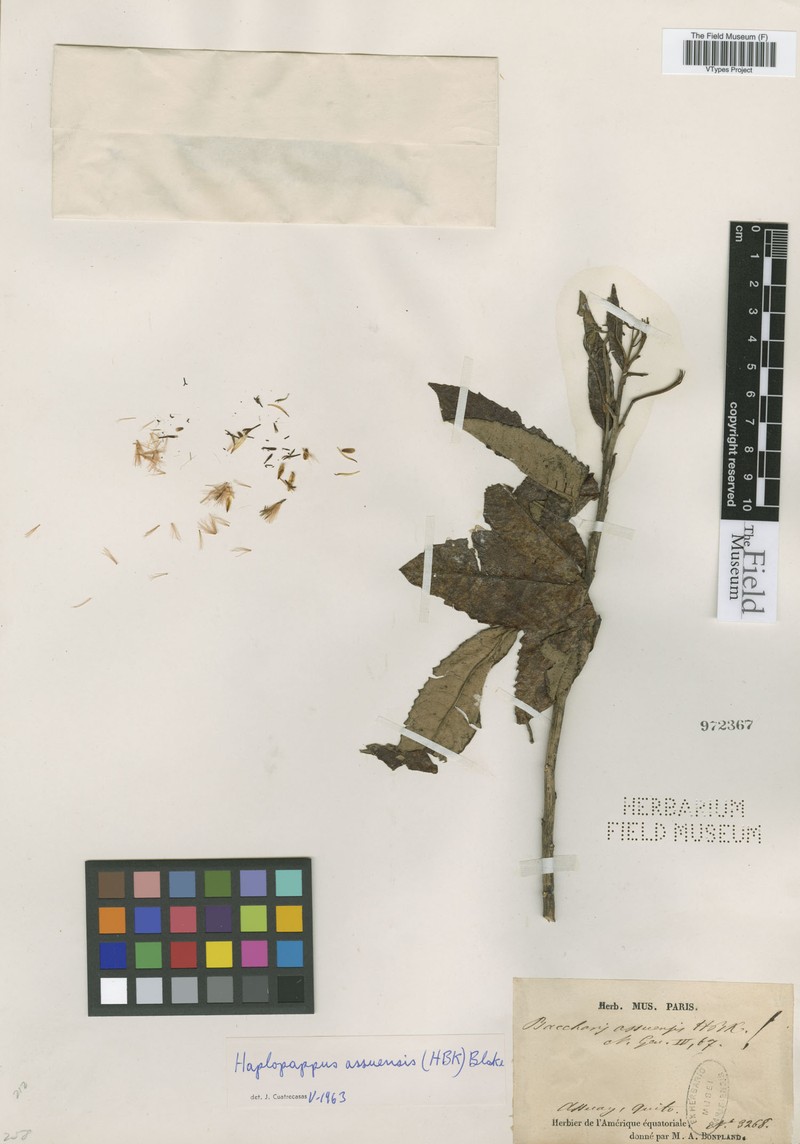 Llerasia assuensis photo 2