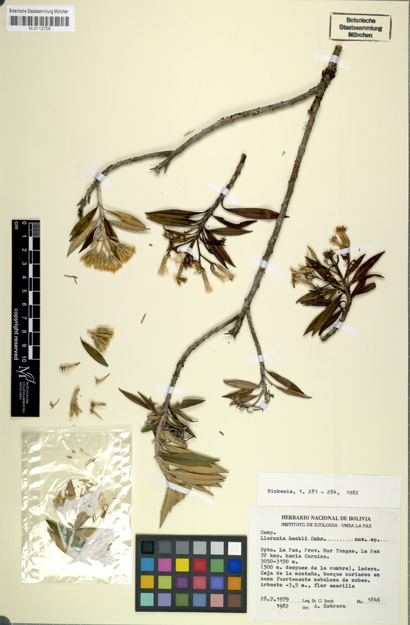 Llerasia beckii