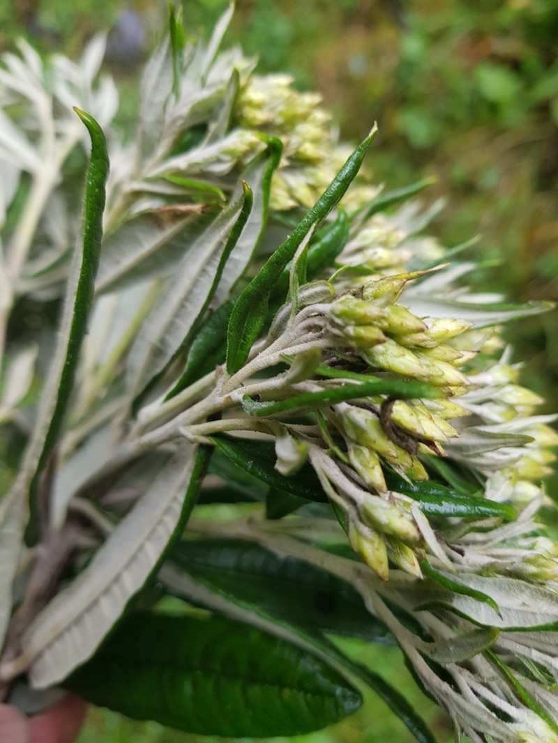 Llerasia hypoleuca