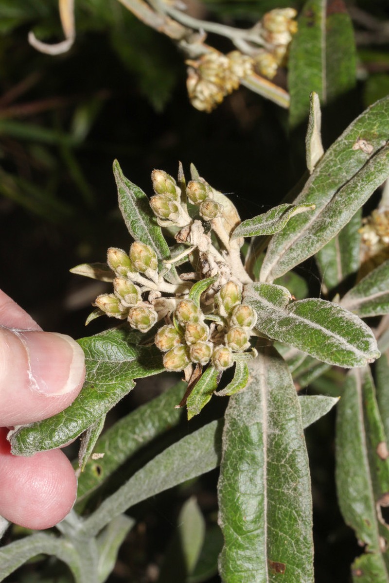 Llerasia hypoleuca photo 4