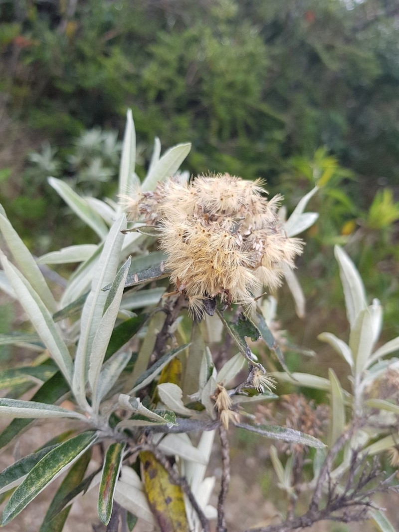 Llerasia hypoleuca photo 8
