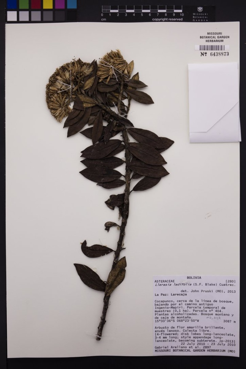 Llerasia ledifolia