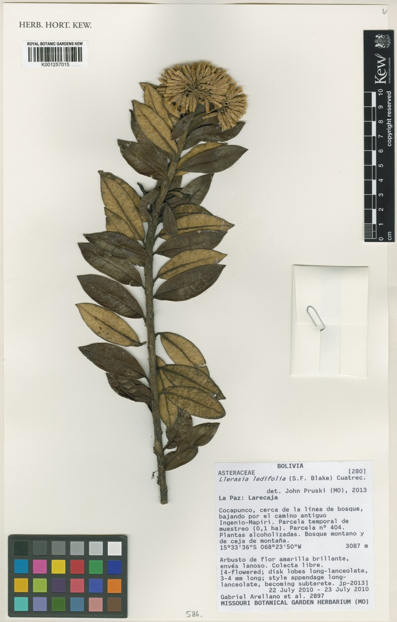 Llerasia ledifolia photo 2