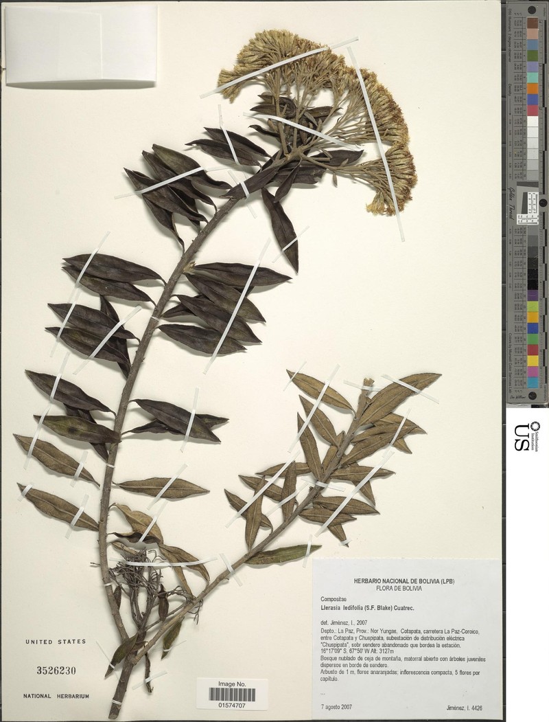 Llerasia ledifolia photo 3