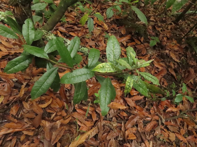 Llerasia lindenii