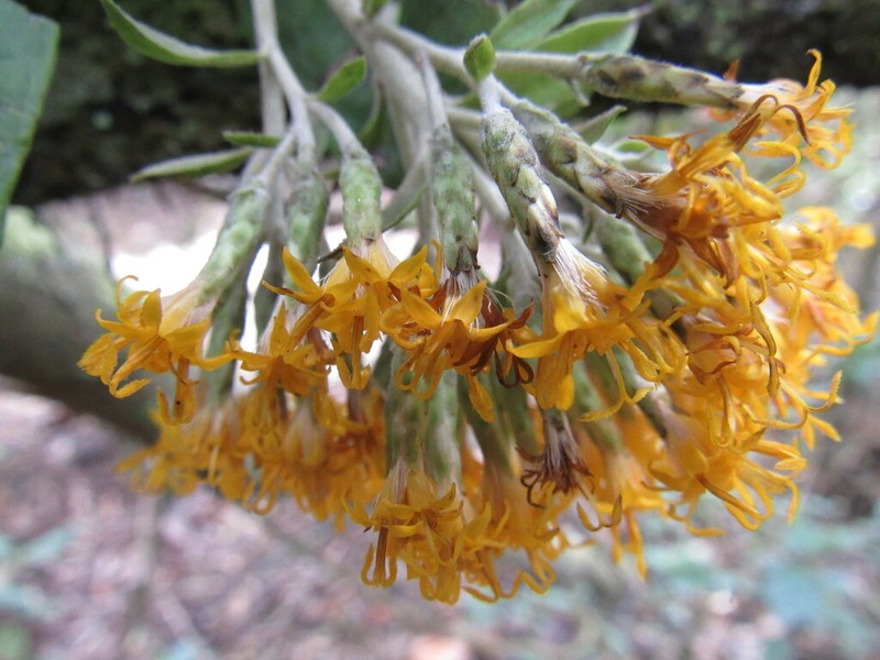 Llerasia lindenii photo 2