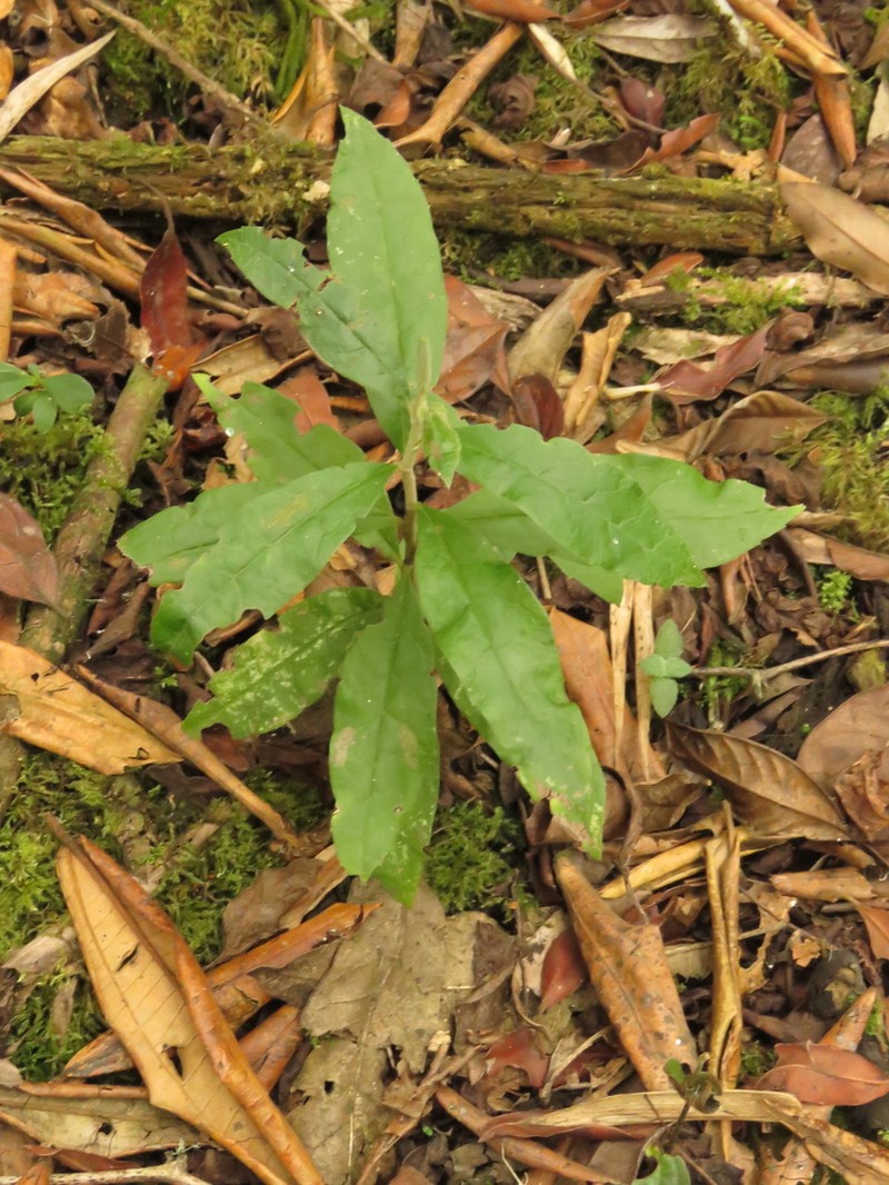 Llerasia lindenii photo 4