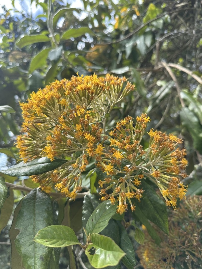 Llerasia lindenii photo 6