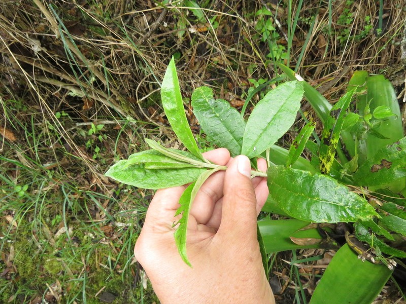 Llerasia lindenii photo 7