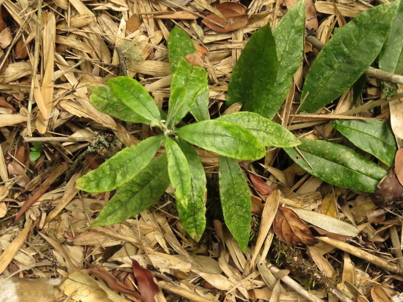 Llerasia lindenii photo 8