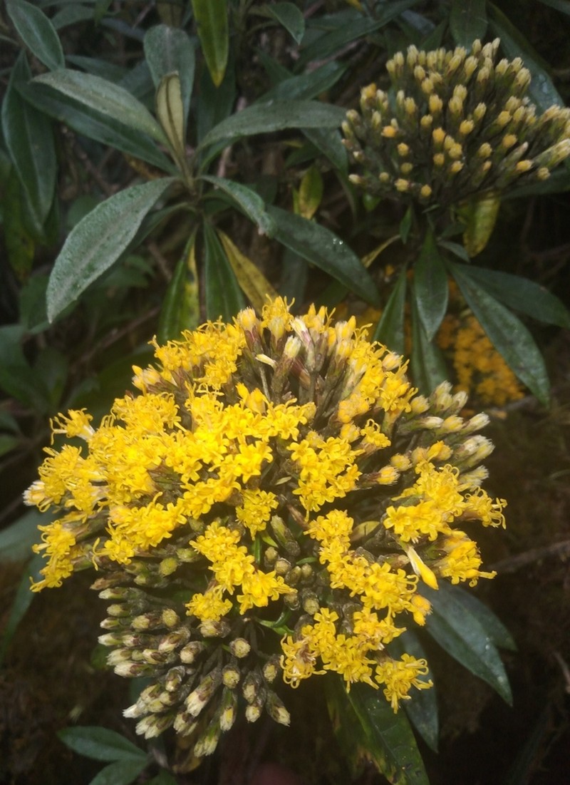 Llerasia macrocephala
