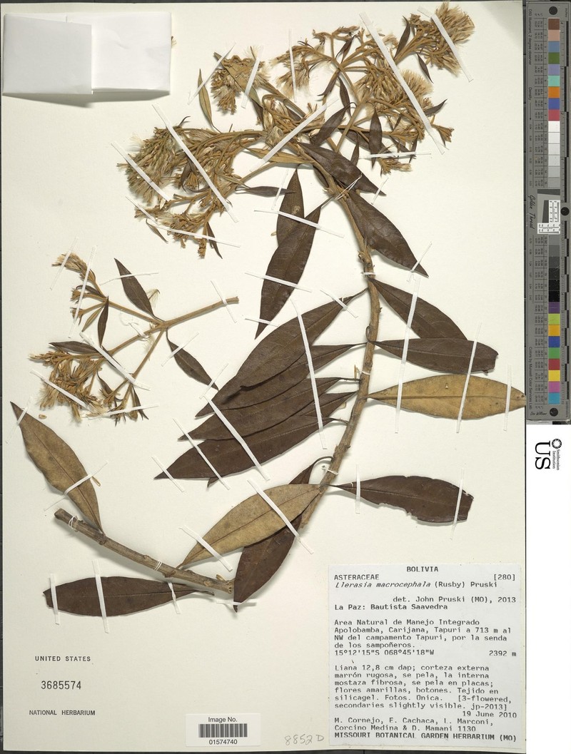 Llerasia macrocephala photo 2