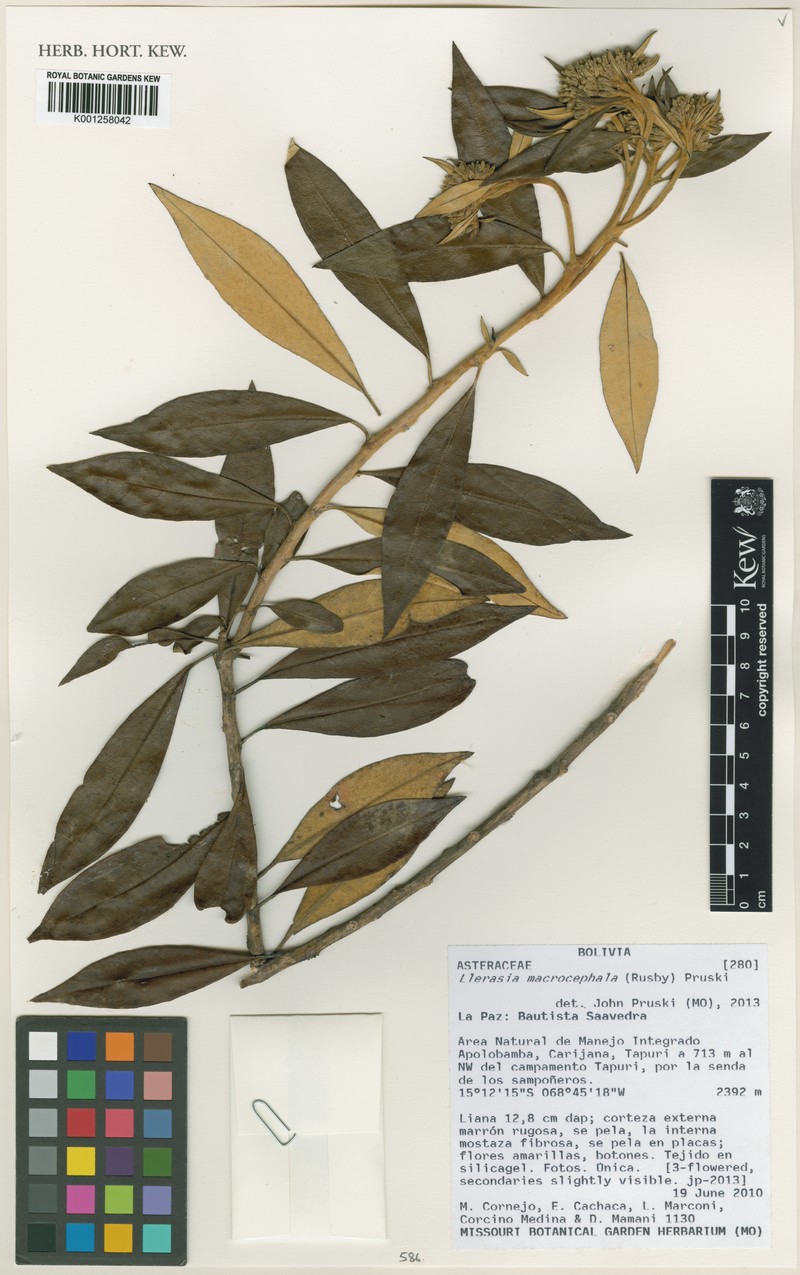 Llerasia macrocephala photo 3
