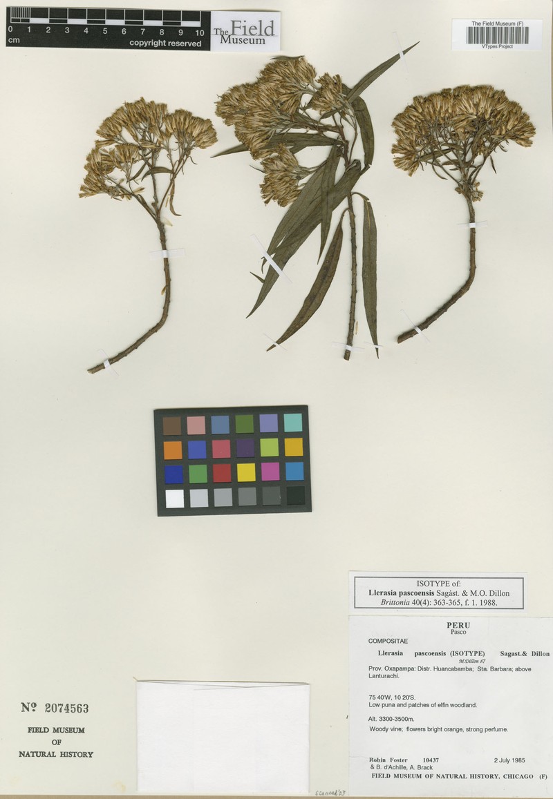Llerasia pascoensis