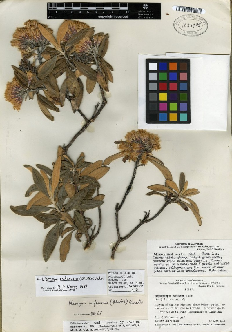 Llerasia rufescens photo 2