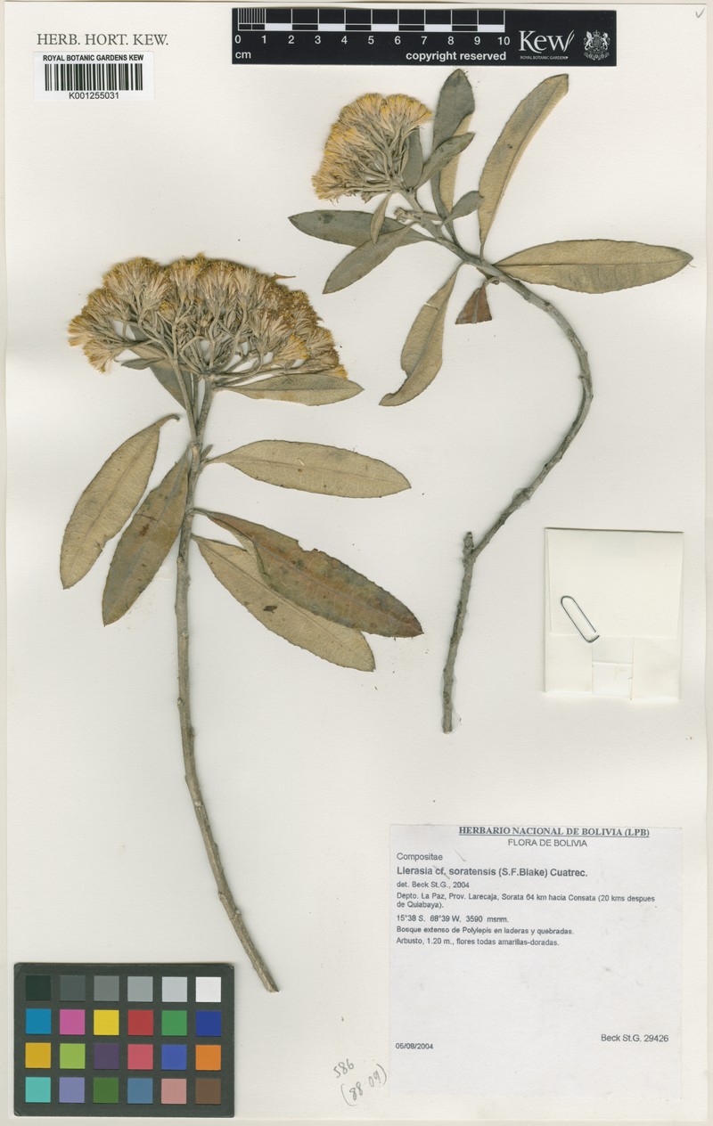 Llerasia soratensis