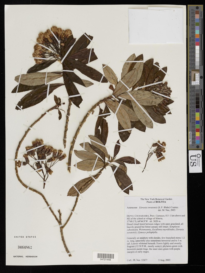 Llerasia soratensis photo 2