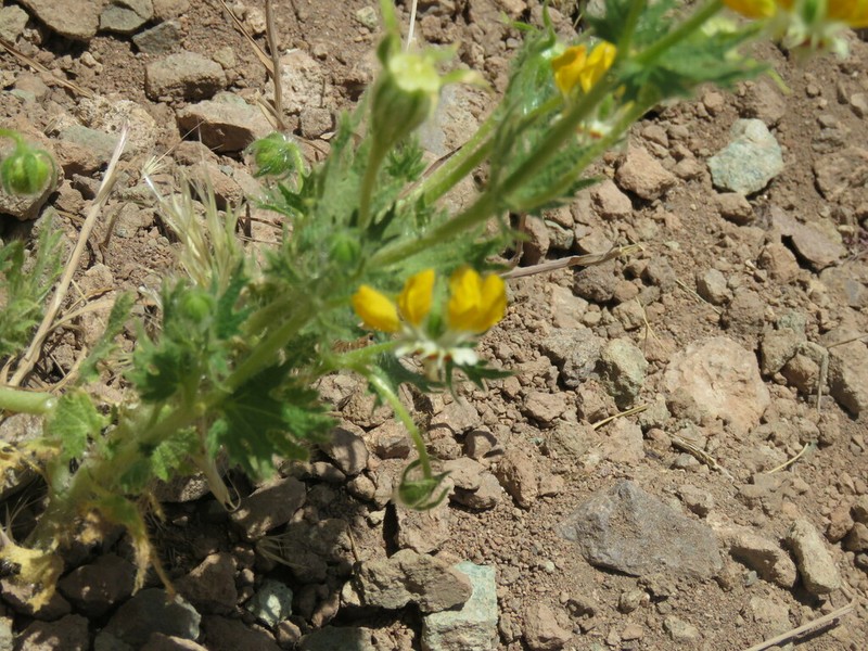 Loasa mendocina photo 4