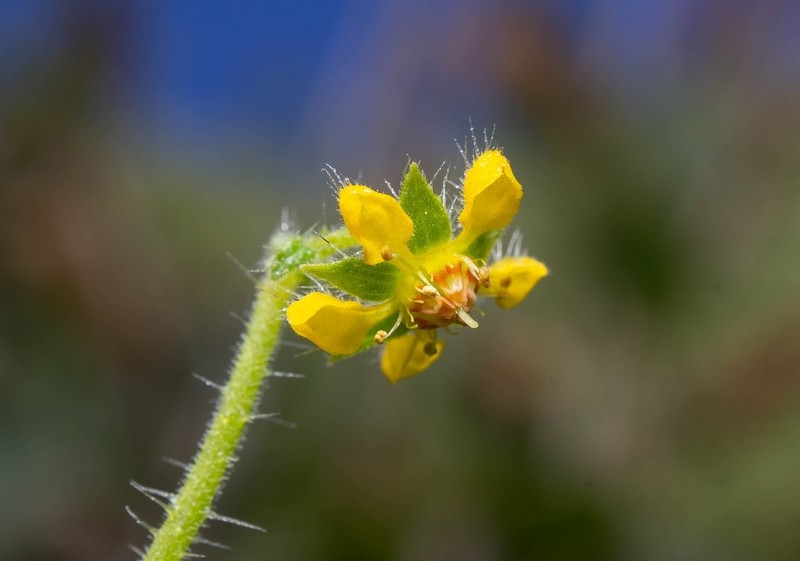 Loasa mollensis