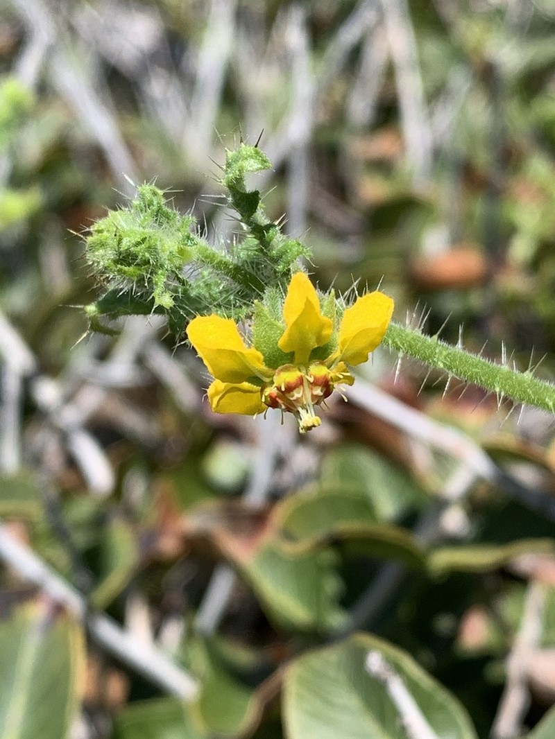 Loasa mollensis photo 2