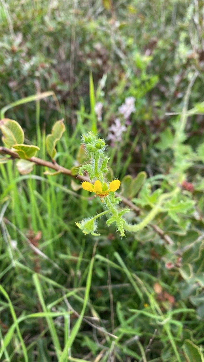 Loasa mollensis photo 5