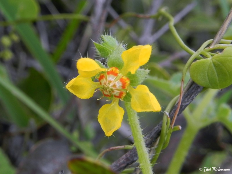Loasa mollensis photo 8