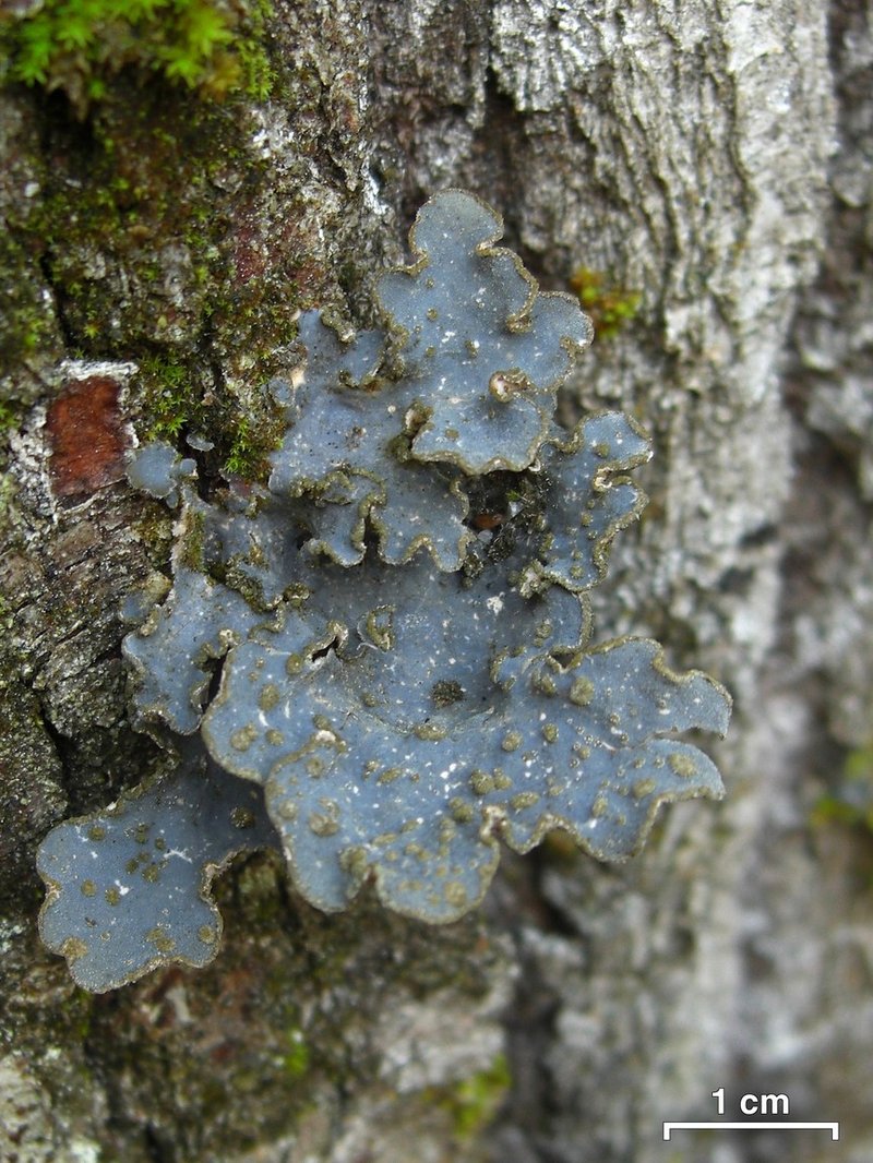 Hall's Lung Lichen